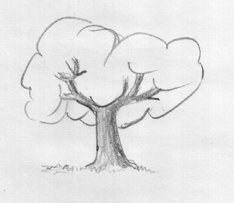 tree drawings pencil. Pencil Drawing Of A Tree