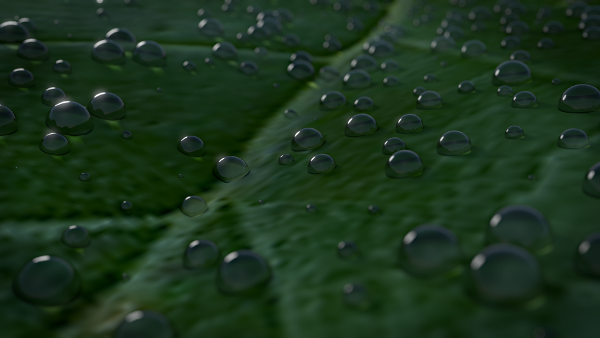 dew drops