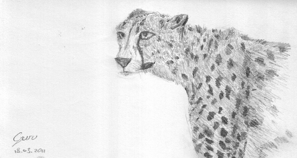 leopard