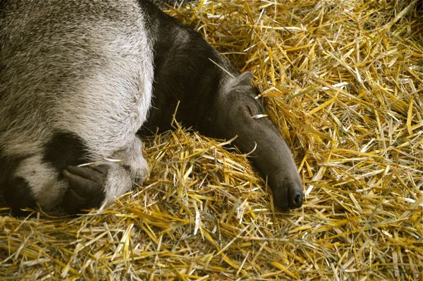 sleeping anteater