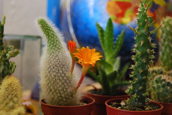 blooming cactus