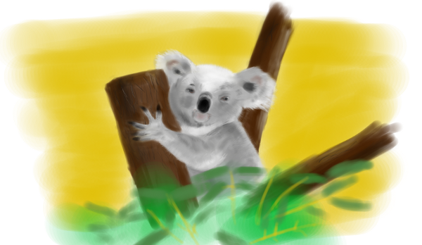 koala