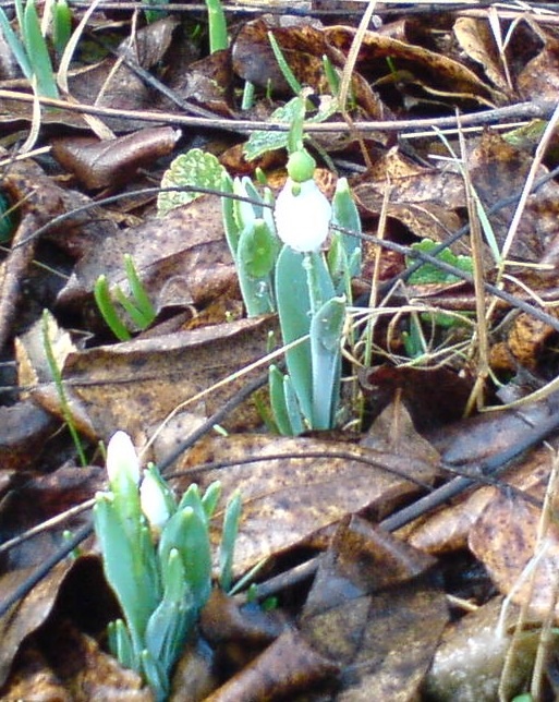 snowdrop