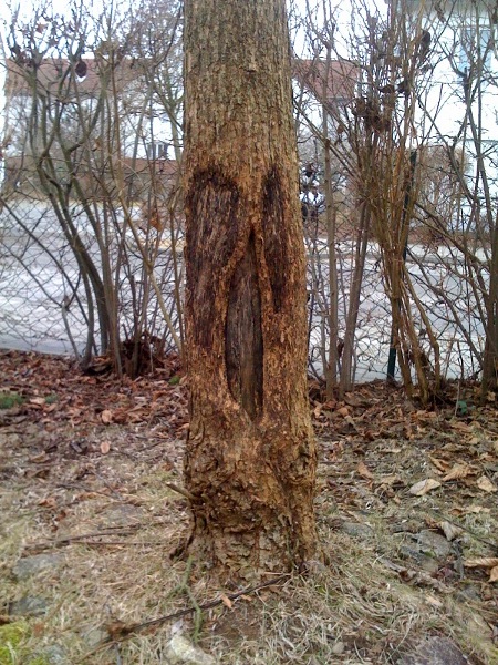 treemonster